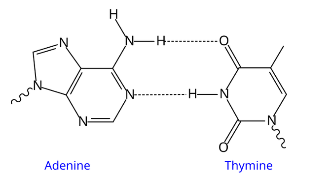 File:AT DNA base pair.svg