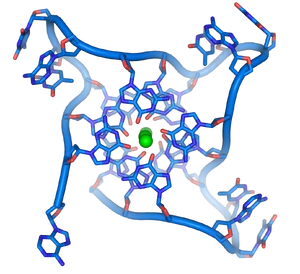 Structure of a DNA quadruplex formed by telomere repeats. The conformation of the DNA backbone diverges significantly from the typical helical structure