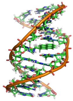 Benzopyrene, the major mutagen in tobacco smoke, in an adduct to DNA.