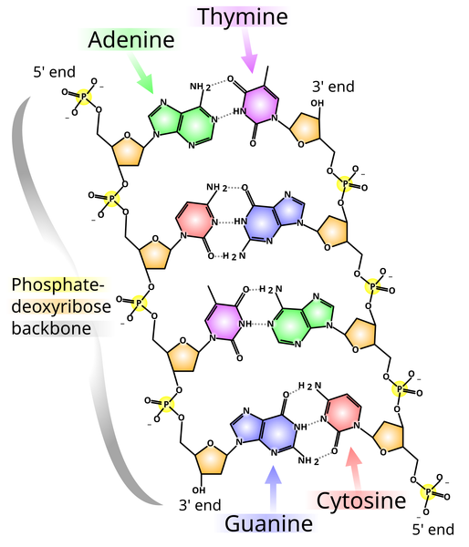 File:DNA chemical structure.svg