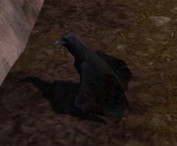 Corbeau