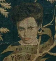 Bellatrix Black on the Black family tapestry.