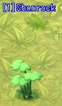 Image:Shamrock.jpg
