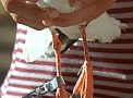 Gaviotas