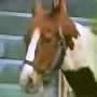 Image:mini-others horse.jpg