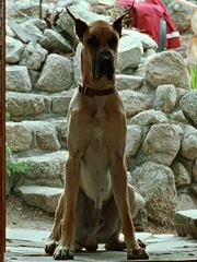 Butler, eine deutsche Dogge