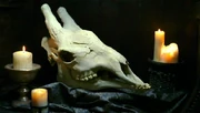 The skull of a Xindi-Avian (2154)