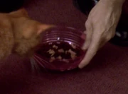 Feline supplement 221