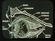 Diagram of an eyeball.