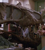 Tyrannosaurus rex skull
