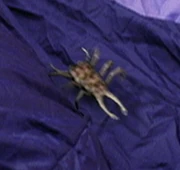 An "Archerite" Scorpion