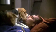 Porthos licks his sedated master