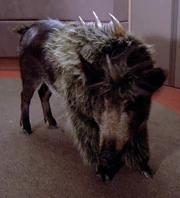 A targ (2364)