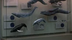 Different cetaceans