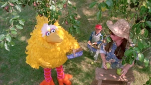 The Bird and the kids pick apples on their "Easy Goin' Day"