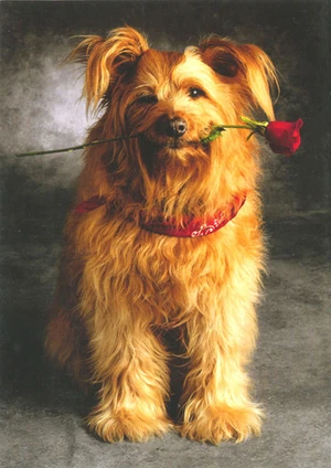 One of Bamboo's greeting cards.