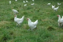 Poularde de Bresse