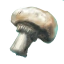 Image:Mushroom.png