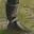 Image:Old Wet Boot.jpg