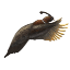 Image:Crescent Top.png