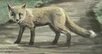 Runt Fox