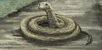Sand Snake