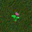 Image:Lotus_flower.gif