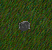 Image:Ferrite.gif