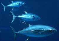 Yellowfin tuna, Thunnus albacares