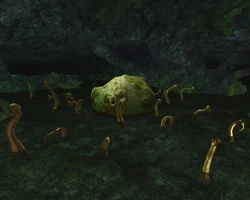 Head of the Hydra