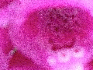 Image:Azalea2.jpg