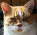 Moggie