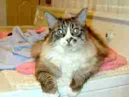 Image:Alley_Cat_Picture.jpg