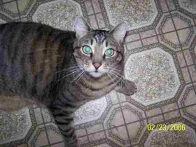 Click for bigger Tabby