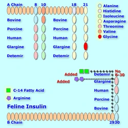Feline insulin compared with bovine, canine/porcine, human, glargine (Lantus) and detemir (Levemir). Differences, alterations and additions shown for all 6 insulins.