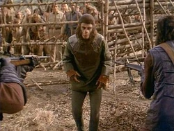 Caesar is challanged by Aldo's gorillas
