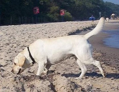 Murzyn na plaży.