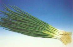 Scallions