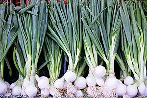 Spring Onion