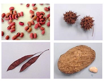 Seed