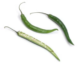 Cayenne