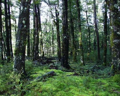 New Zealand Beach Forrest