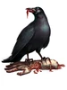 Aaaah, crow!