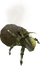 Dung kalphite