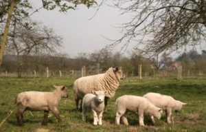 Lambs in Macey's MeadowPhoto credit: Philralph