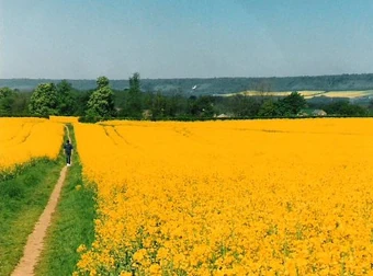 Country path nr. East Malling, Kent, England, MayPhoto credit: Philralph