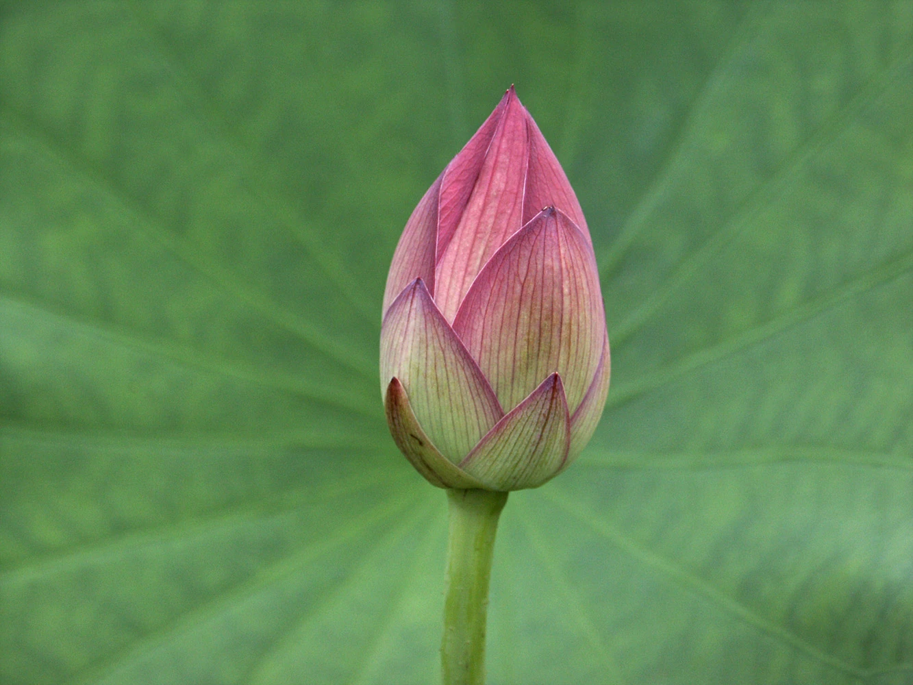 Image:Example.jpg