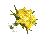 Image:Bouquet.gif