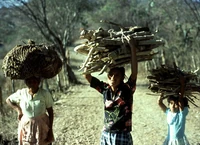 Collecting fuelwood in Guatemala