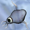 Noog